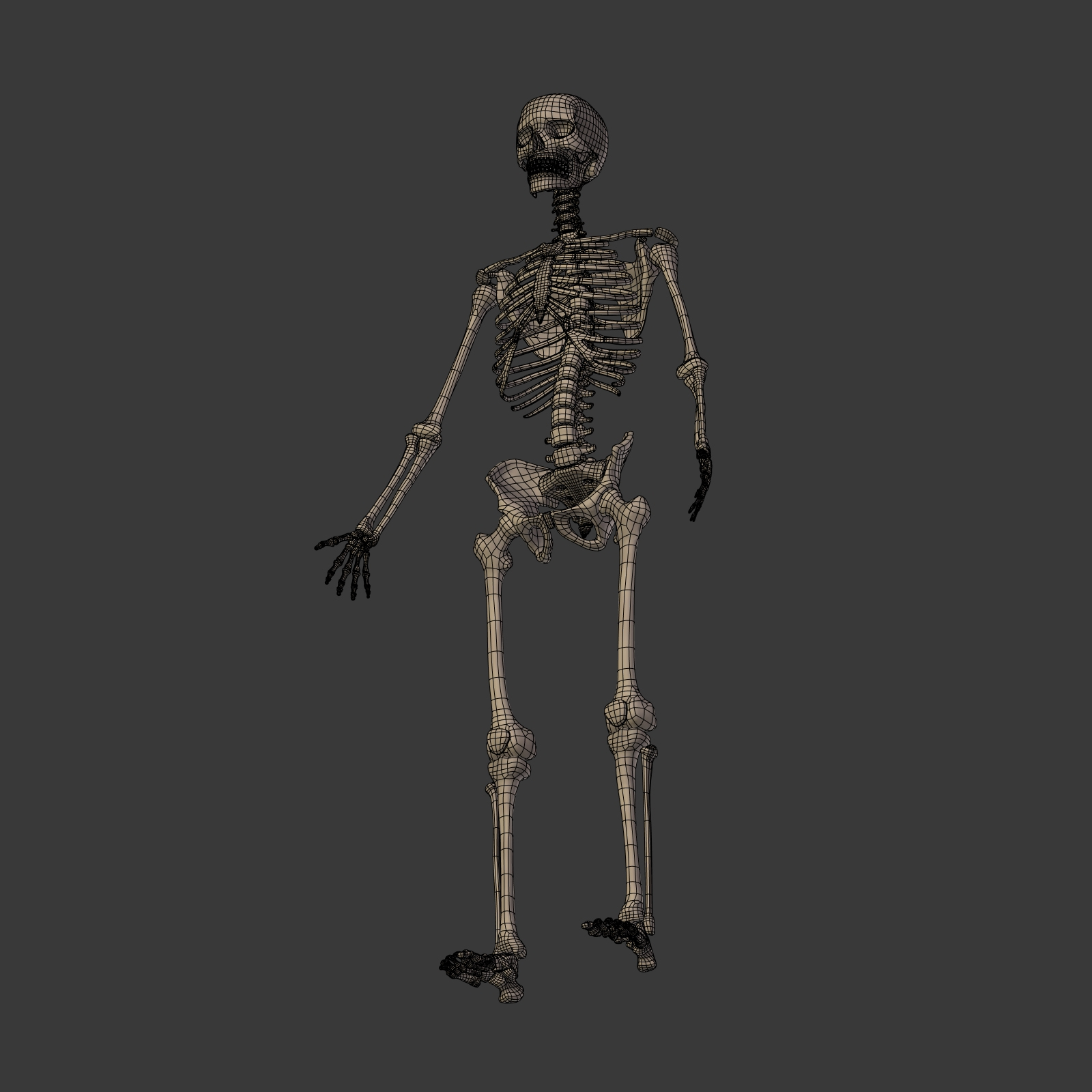 人体骨骼3D模型 - TurboSquid 1358705