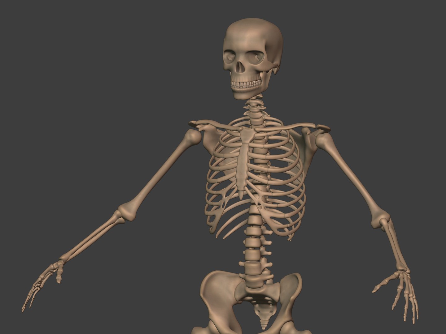 3D human skeleton model https://p.turbosquid.com/ts-thumb/n5/jdyZTR/4X/i9/jpg/1758050481/1920x1080/fit_q87/1ee1a00c40aa38d1ba93e7967e4cfe60190cc80e/i9.jpg