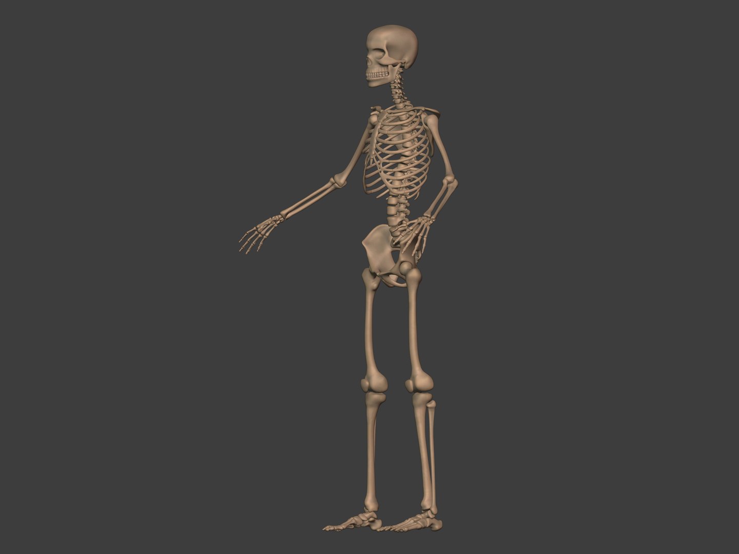 3D human skeleton model https://p.turbosquid.com/ts-thumb/n5/jdyZTR/CC/i7/jpg/1758050480/1920x1080/fit_q87/99916c65657c2cafb2916799c36670eae02cad5b/i7.jpg