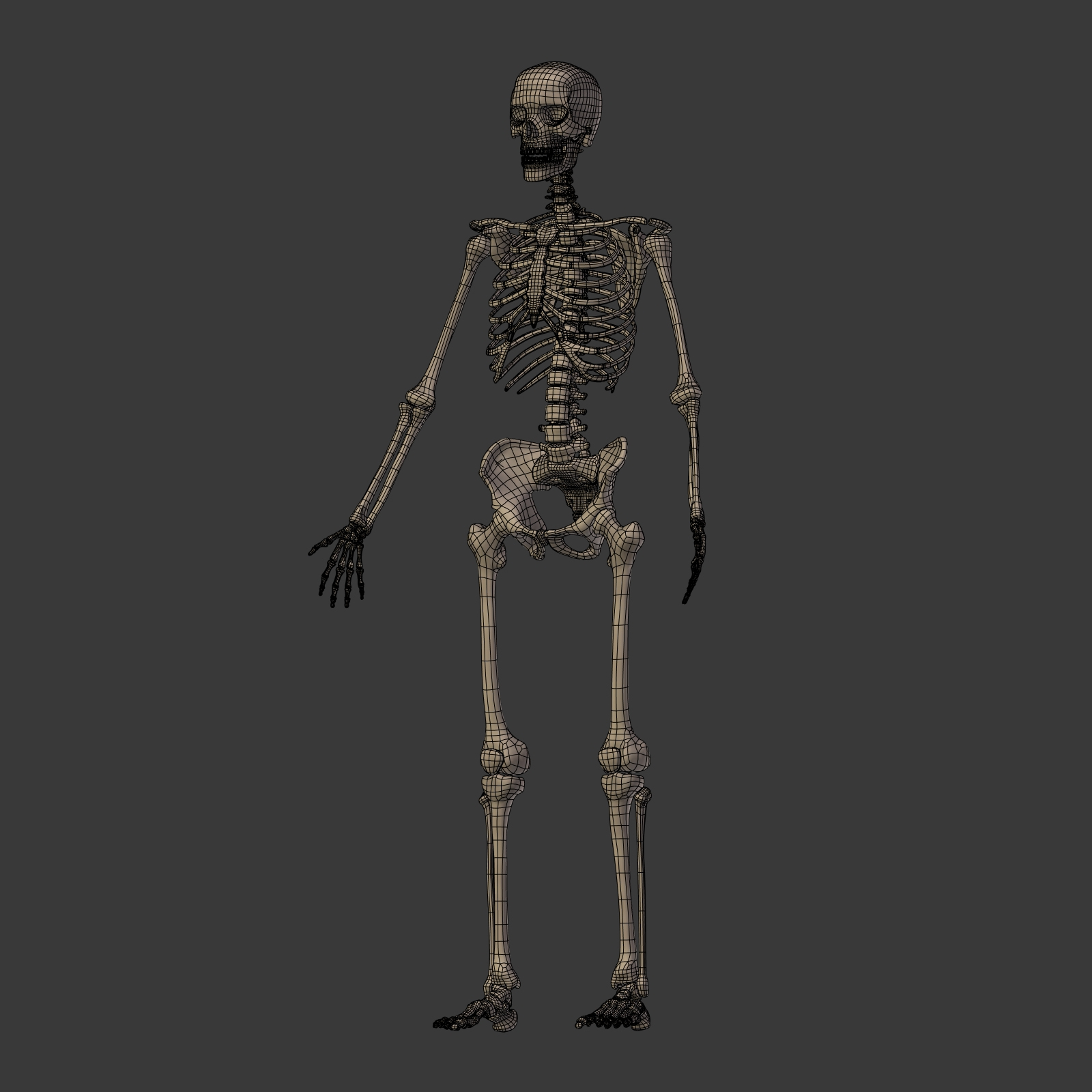 人体骨骼3D模型 - TurboSquid 1358705