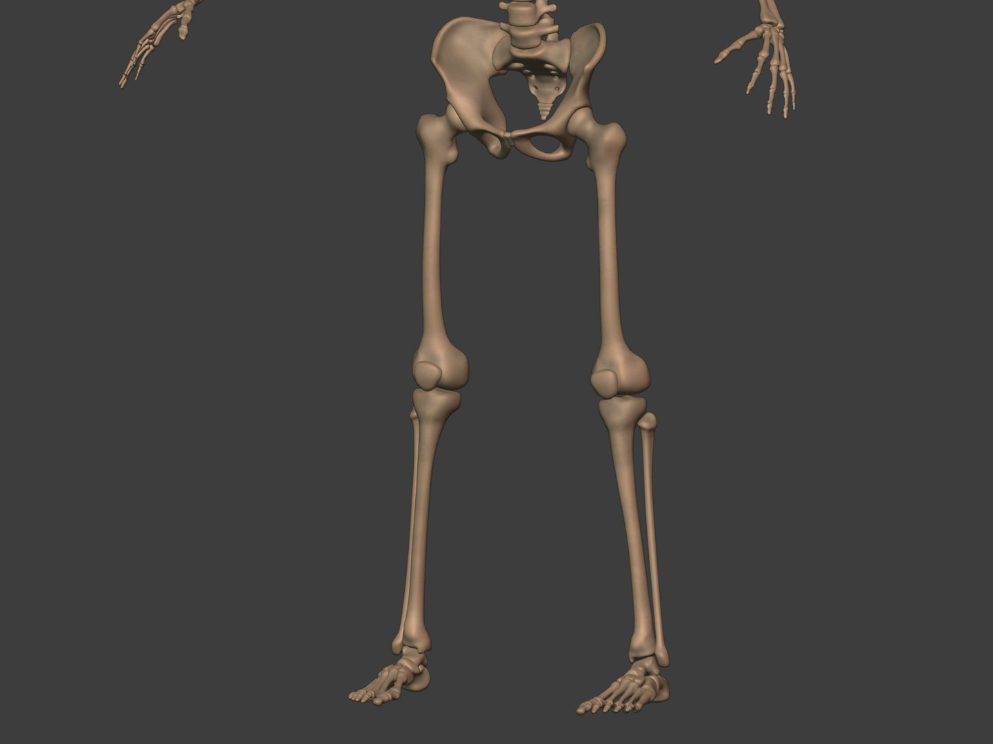 3D human skeleton model https://p.turbosquid.com/ts-thumb/n5/jdyZTR/F5/i112/jpg/1758050482/1920x1080/fit_q87/1ca47562191bb2be8718e1f23799a7e82d170fe3/i112.jpg