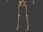 3D human skeleton model