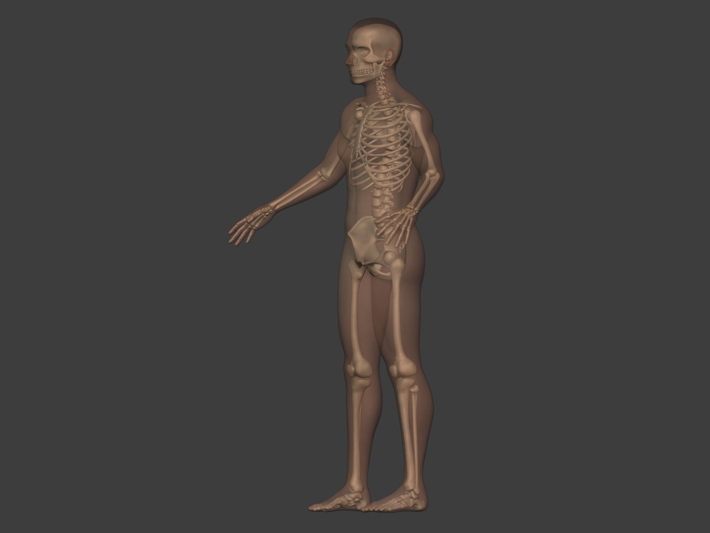 3D human skeleton model https://p.turbosquid.com/ts-thumb/n5/jdyZTR/Hd/i6/jpg/1758050479/1920x1080/fit_q87/24b5bf6eb48378240c7ec1da3d6ca0f2bcb079fc/i6.jpg