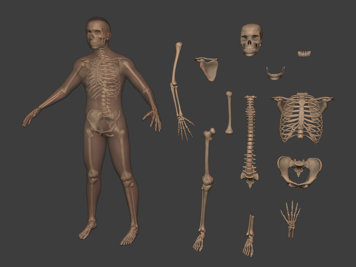 3D human skeleton model https://p.turbosquid.com/ts-thumb/n5/jdyZTR/KA/i2/jpg/1758050476/1920x1080/fit_q87/e2a88fc7106cb40e5d0cfbcbc3f5334304302ee2/i2.jpg