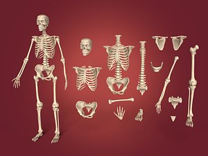 3D human skeleton model
