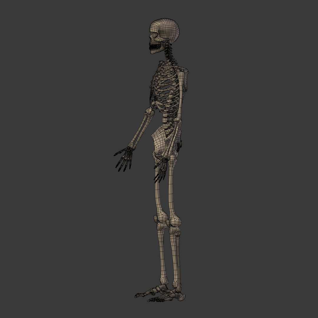 人体骨骼3D模型 - TurboSquid 1358705