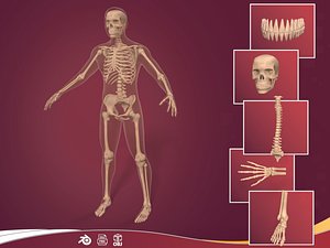 Human Skeleton - Body -- Hand - Foot - Spine - Skull - Teeth - Tailbone