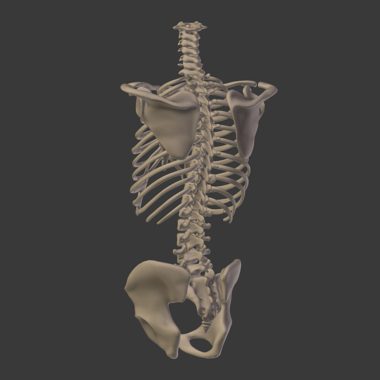 人体骨骼3D模型 - TurboSquid 1358705