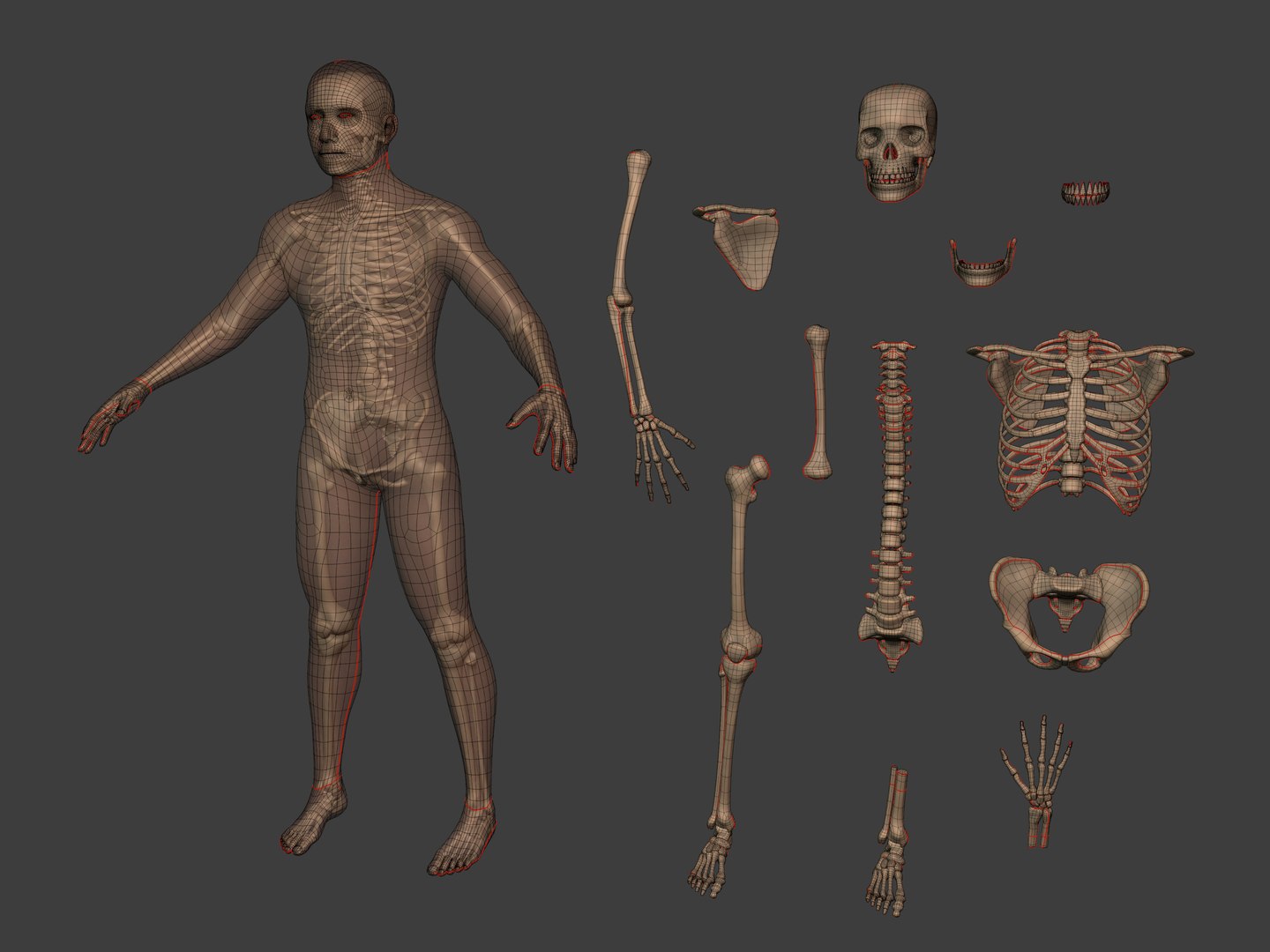 3D human skeleton model https://p.turbosquid.com/ts-thumb/n5/jdyZTR/XE/i3/jpg/1758050477/1920x1080/fit_q87/2b80d401ba5cb8f387ebd2ec41e7ad8e90857180/i3.jpg