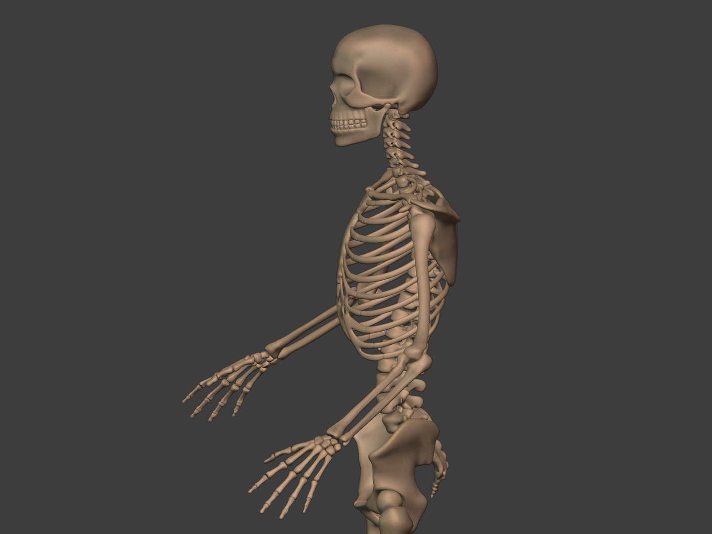 3D human skeleton model https://p.turbosquid.com/ts-thumb/n5/jdyZTR/fz/i10/jpg/1758050481/1920x1080/fit_q87/a3a765729a292127bd72768fab1e9acc53f11807/i10.jpg