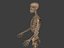 3D human skeleton model