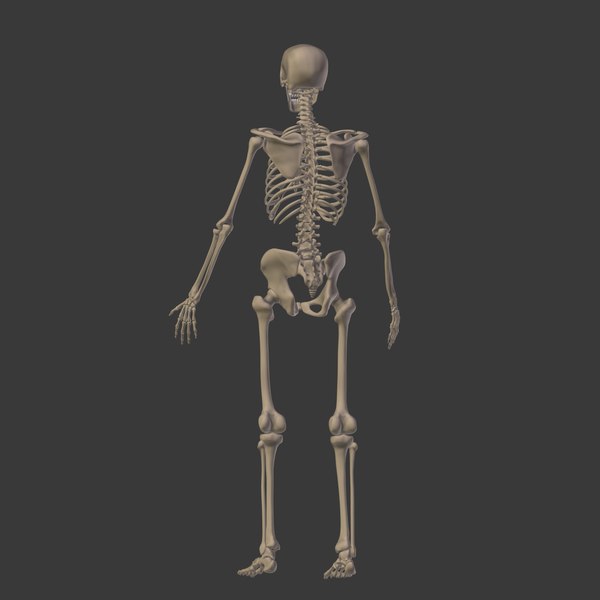 人体骨骼3D模型 - TurboSquid 1358705
