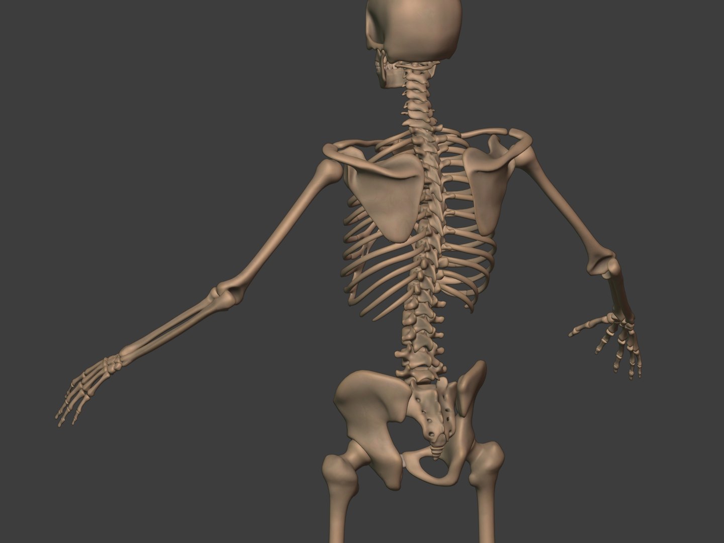 3D human skeleton model https://p.turbosquid.com/ts-thumb/n5/jdyZTR/iQ/i113/jpg/1758050482/1920x1080/fit_q87/1295881eeb05b7150e670f41fd085cef213caf8d/i113.jpg