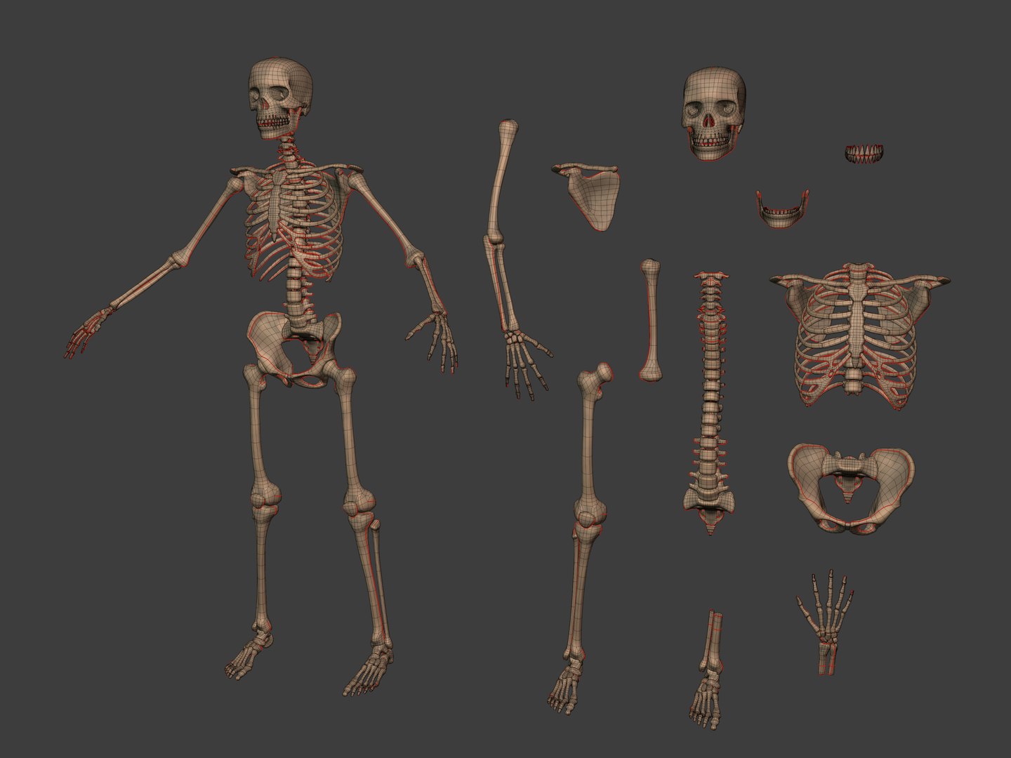 3D human skeleton model https://p.turbosquid.com/ts-thumb/n5/jdyZTR/kU/i4/jpg/1758050480/1920x1080/fit_q87/848f530531be47a2553b9ce21b27d30ce817fa15/i4.jpg