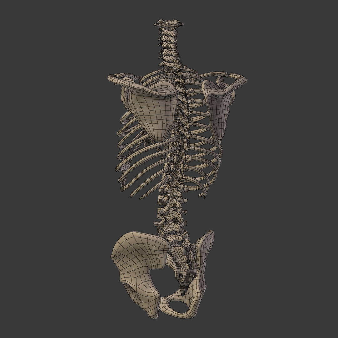 人体骨骼3D模型 - TurboSquid 1358705