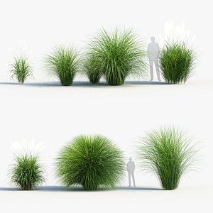 Miscanthus sinensis Eulalia grass