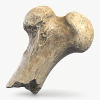 Pelvic Bone Fragment