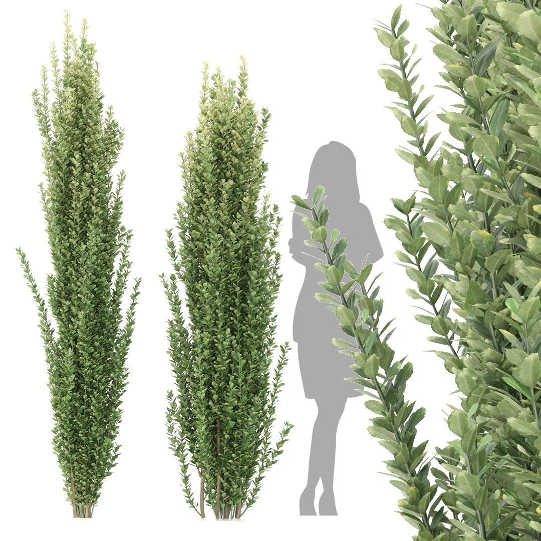 Ilex crenata trees 3D model - TurboSquid 1735296