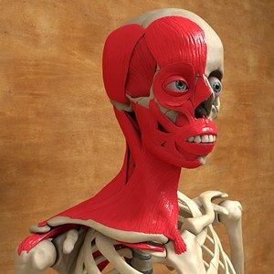 Ultimate Human Facial and Neck Muscles Anatomy