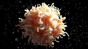 Human Macrophage white Blood Immune Cell