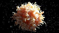 Human Macrophage white Blood Immune Cell