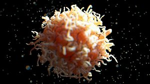 Human Macrophage white Blood Immune Cell