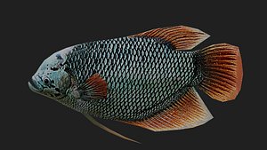 Bass fish 3D model
