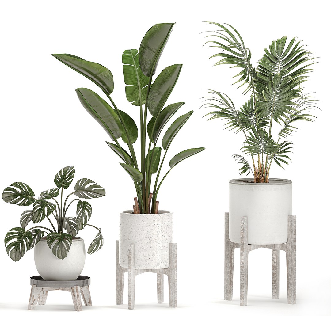 Decorative Plants Interior White 3D - TurboSquid 1566704