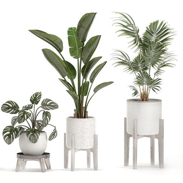 Decorative plants interior white 3D - TurboSquid 1566704