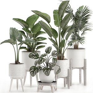 decorative plants interior white 3D