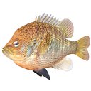 Spotted Sunfish