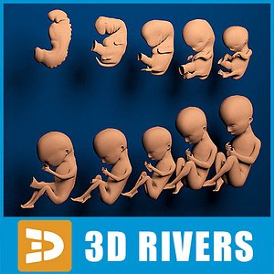 Human embryo development by 3DRivers