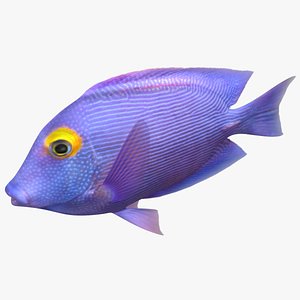 3D model kole tang rigged