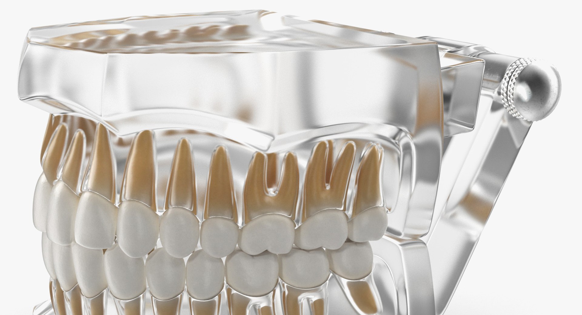 transparent dental typodont teeth 3D https://p.turbosquid.com/ts-thumb/n6/VNPJJN/f8WrUdxI/transparentdentaltypodontteethmodelc4dmodel014/jpg/1527004079/1920x1080/fit_q87/2bb2ebf4e590792ebcc68f4e12ae3703d9b3c3f9/transparentdentaltypodontteethmodelc4dmodel014.jpg