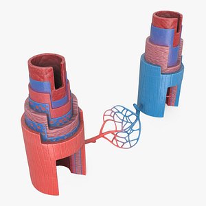 Blood Vessels Anatomy in Section