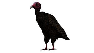 vulture bird rigged 3D