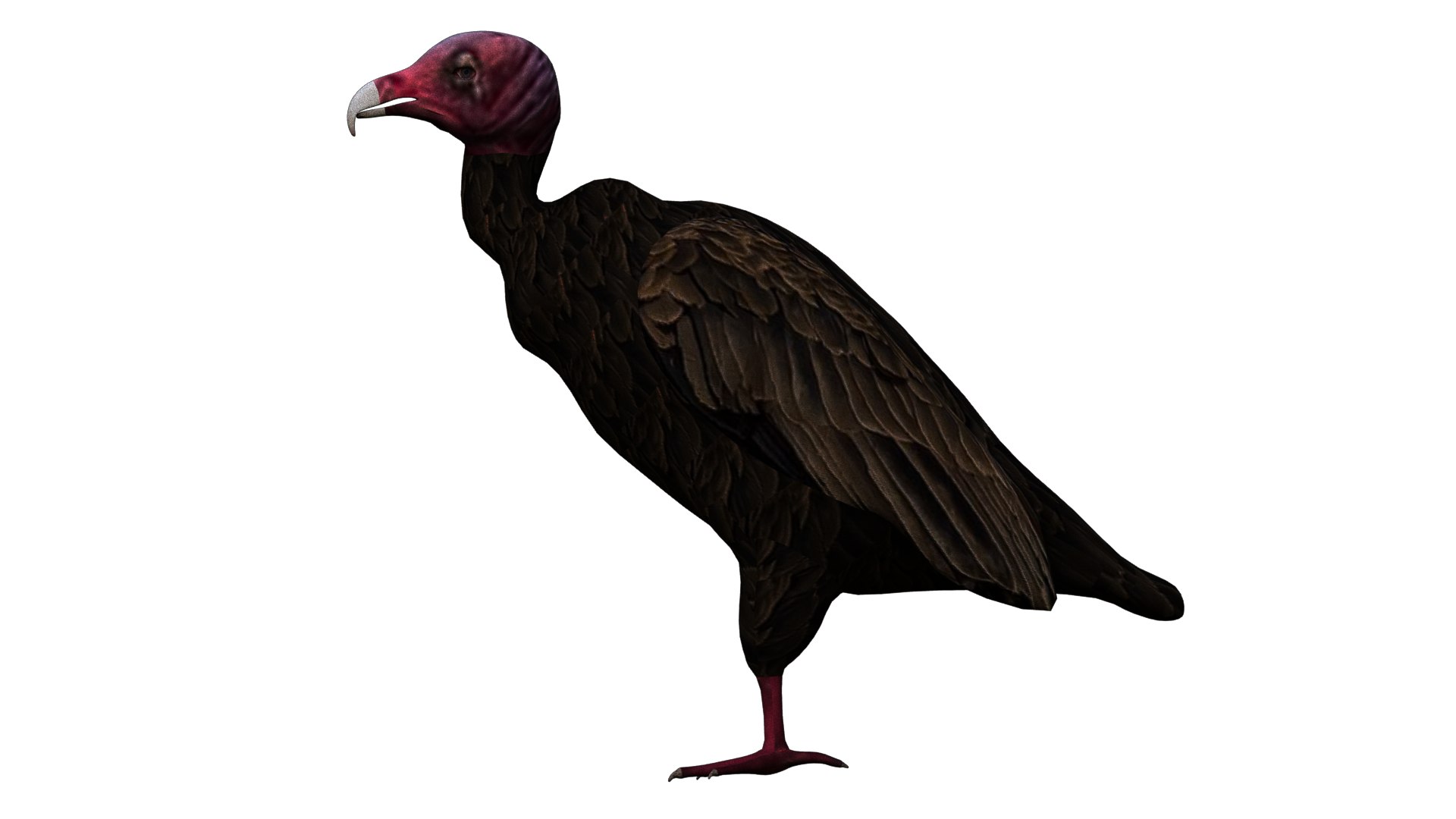 Vulture Bird Rigged 3D - TurboSquid 1652683