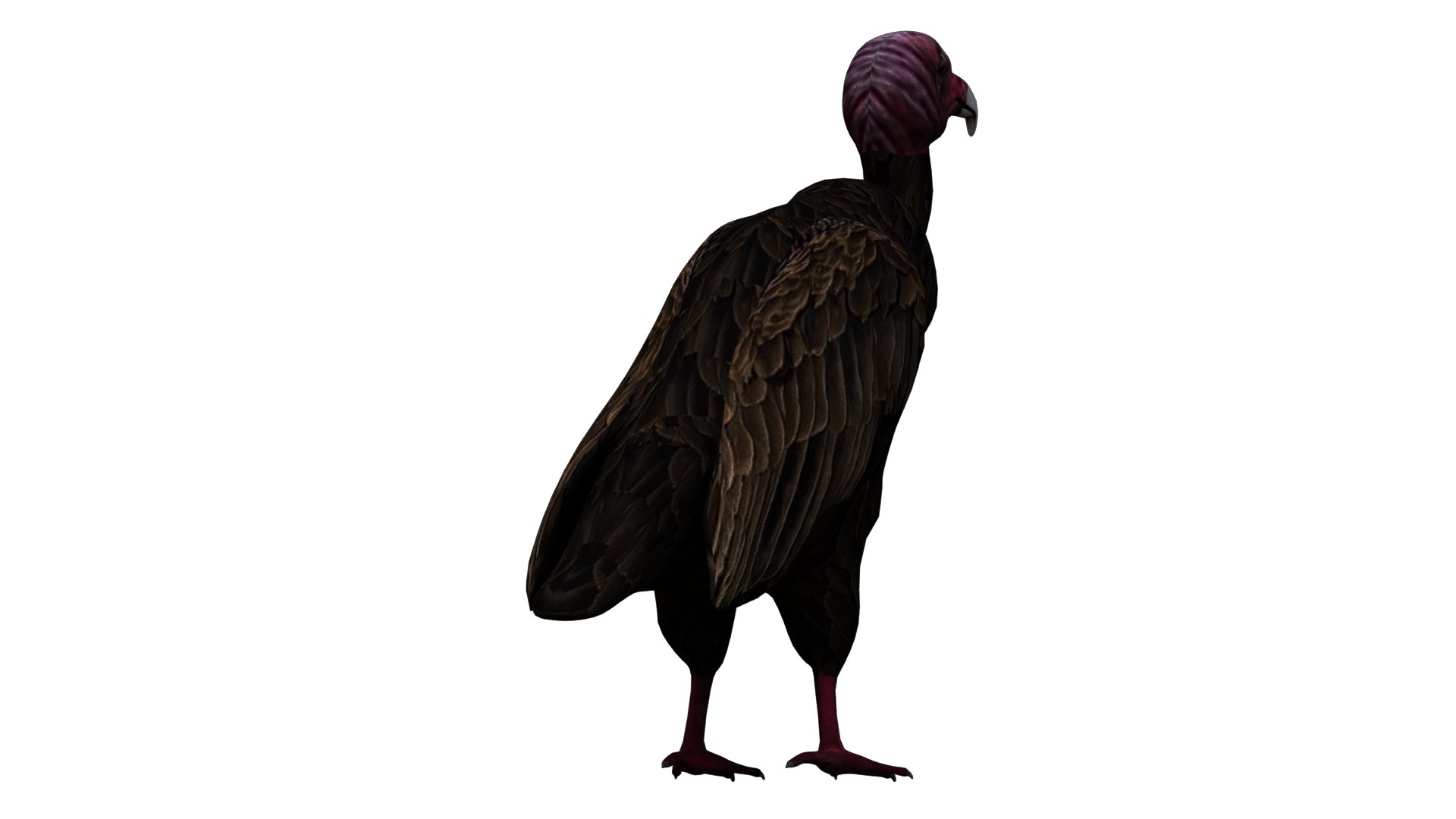 Vulture Bird Rigged 3D - TurboSquid 1652683