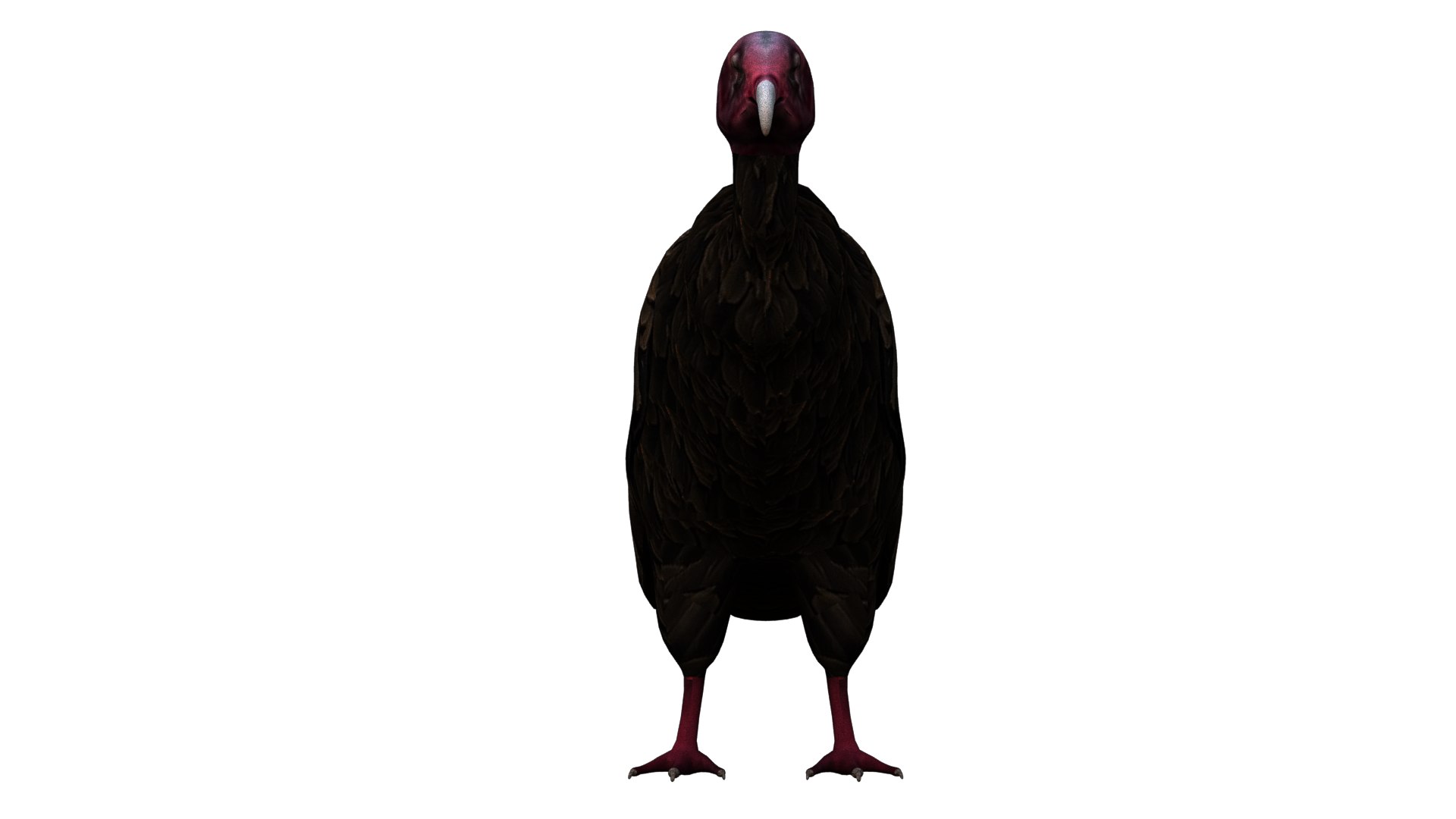 Vulture Bird Rigged 3D - TurboSquid 1652683