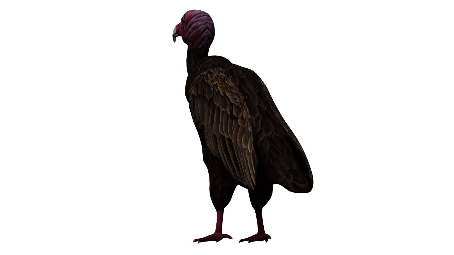 Vulture Bird Rigged 3D - TurboSquid 1652683