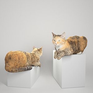 Laying cat 14