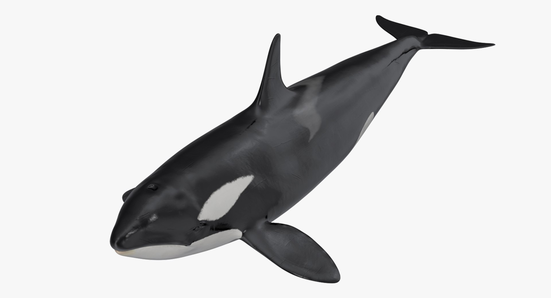 Killer Whale 3D model preview