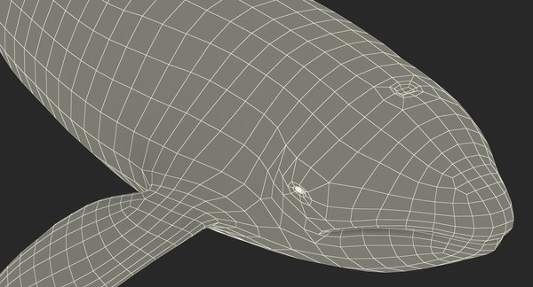 3D killer whale - TurboSquid 1225611