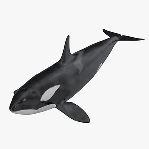 Killer Whale