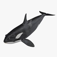 Killer Whale