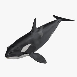 Killer Whale