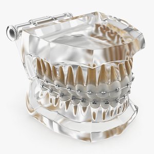 transparent dental typodont teeth 3D model
