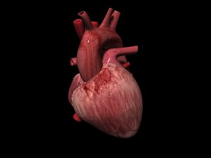 3d model of atrium ventricle pulmonary