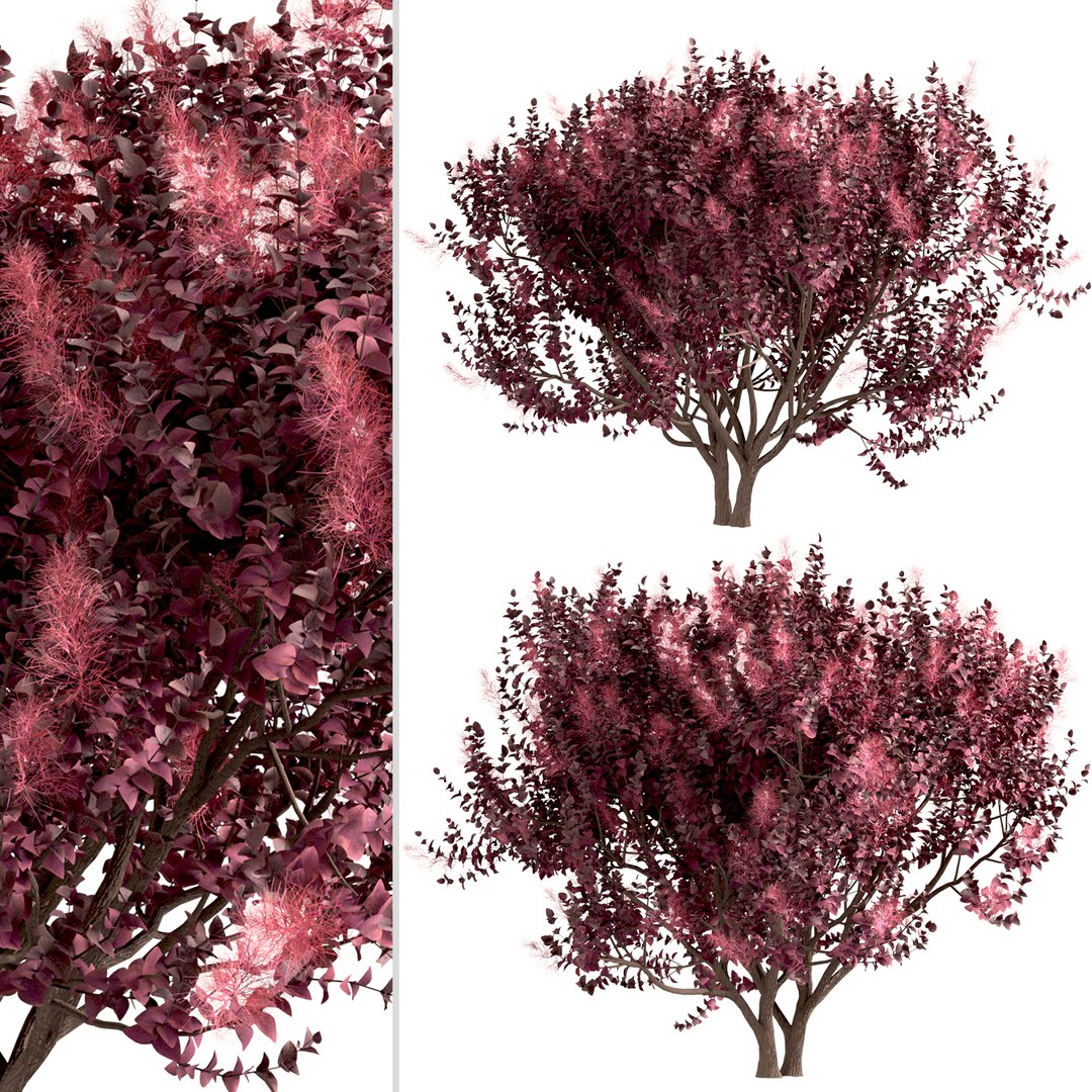3D Set of Cotinus Coggygria or Smoke Tree - 3 Trees model https://p.turbosquid.com/ts-thumb/n6/j87m3L/5o/cotinuscoggygria2/jpg/1670156110/1920x1080/fit_q87/dfc201a1259f1eb3975b3f9b0621adda5468df85/cotinuscoggygria2.jpg