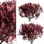 Set of Cotinus Coggygria or Smoke Tree - 3 Trees
